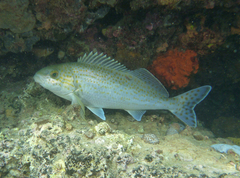Black Butterfish photo 4