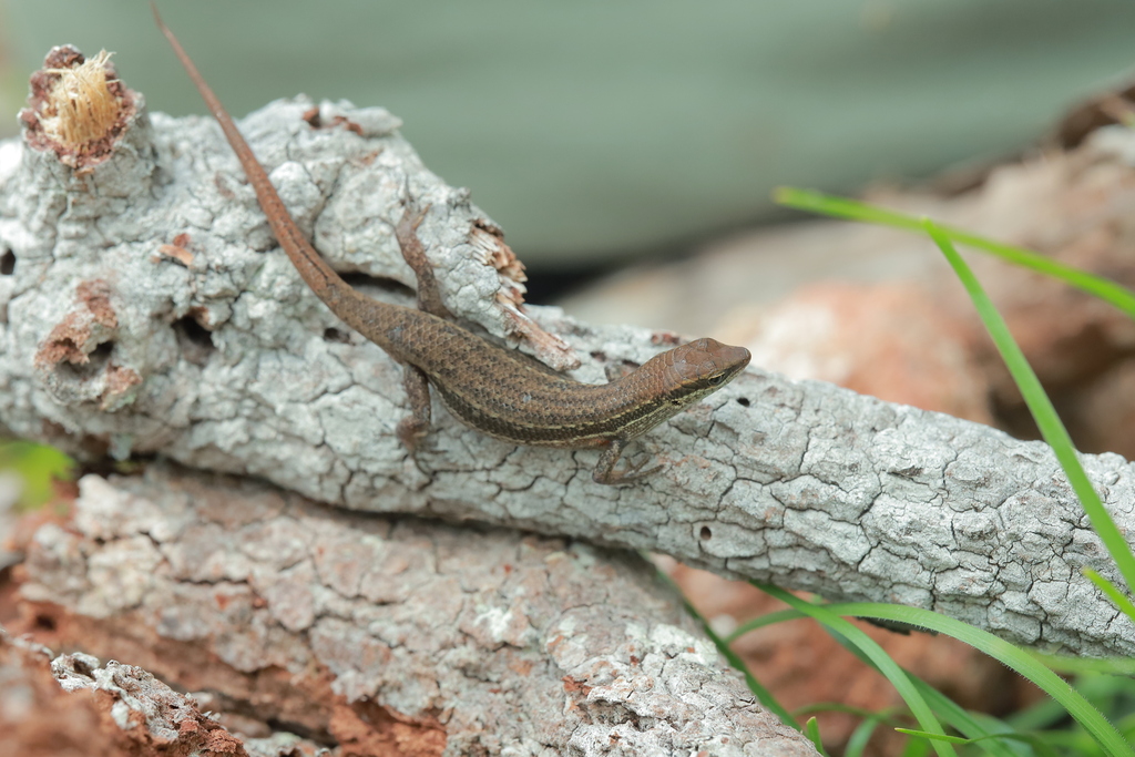 Digul River Rainbow Skink (Carlia diguliensis)