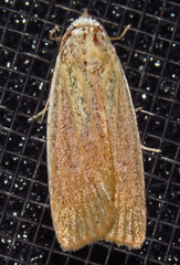 Palpidia pallidior