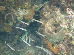 Trachinops noarlungae