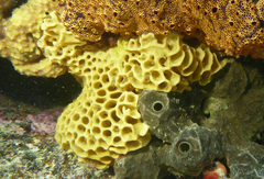 Holopsamma laminaefavosa