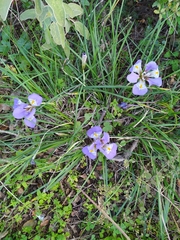 Iris unguicularis