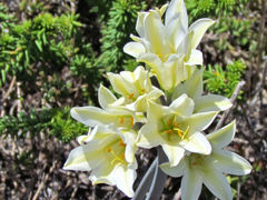 Cyrtanthus loddigesianus