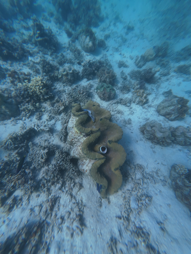 Gigas Giant Clam