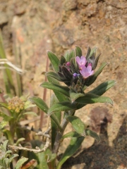 Buglossoides tenuiflora