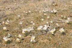 Crocus alatavicus