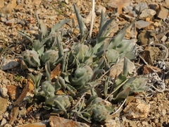 Rindera tetraspis