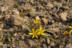 Gagea pusilla