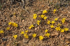 Gagea setifolia