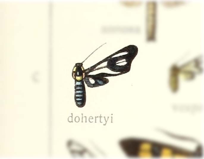 Pseudoceryx