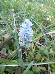 Bellevalia hyacinthoides