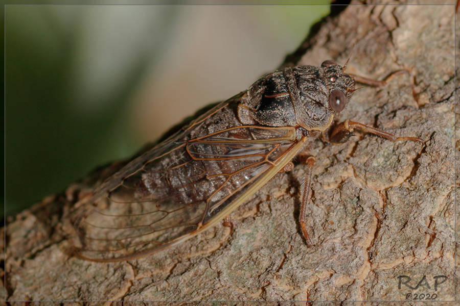 Proarna bufo