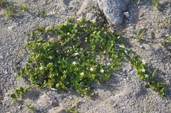 Jacquemontia havanensis