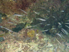 Trachinops noarlungae