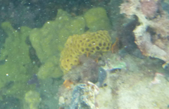 Holopsamma laminaefavosa