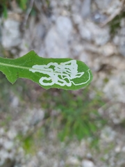 Phytomyza syngenesiae group