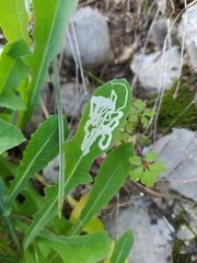 Phytomyza syngenesiae group