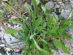 Phytomyza syngenesiae group