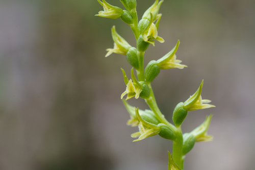 pale leek orchid (Prasophyllum pallidum)