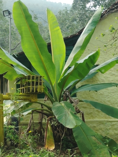 rock banana (Ensete superbum)