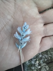 Bellevalia hyacinthoides
