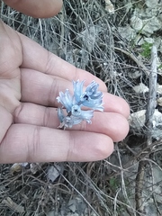 Bellevalia hyacinthoides