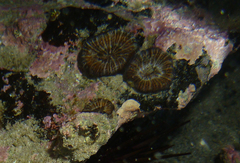 Homophyllia australis