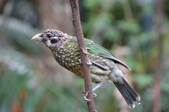 Ailuroedus maculosus