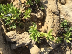 Crithmum maritimum image