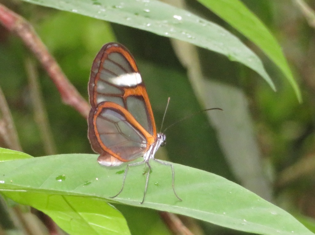 Heterosais nephele