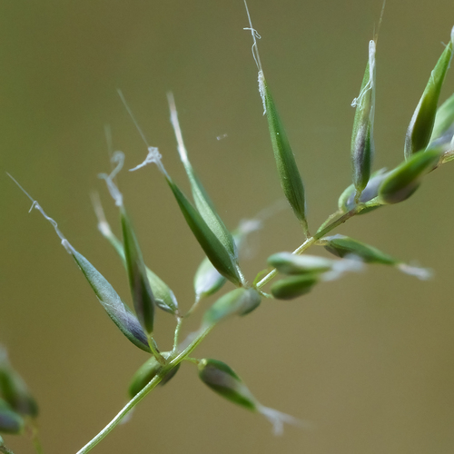 Anthoxanthum aristatum, photograph 3