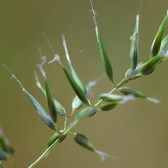 (c) Kym Nicolson, some rights reserved (CC BY) Anthoxanthum aristatum, photograph (c) Kym Nicolson, some rights reserved (CC BY)