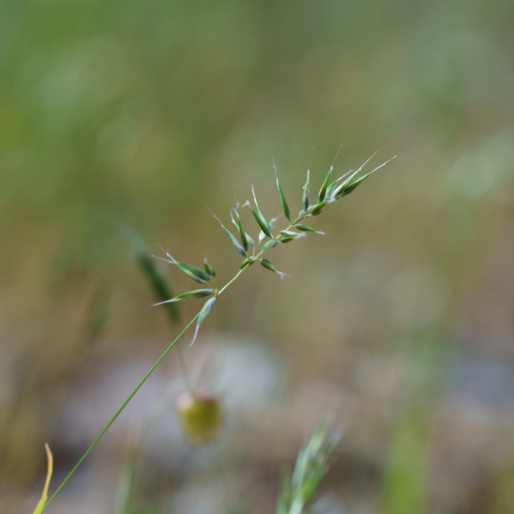Small Sweet Vernal Grass (Anthoxanthum aristatum)