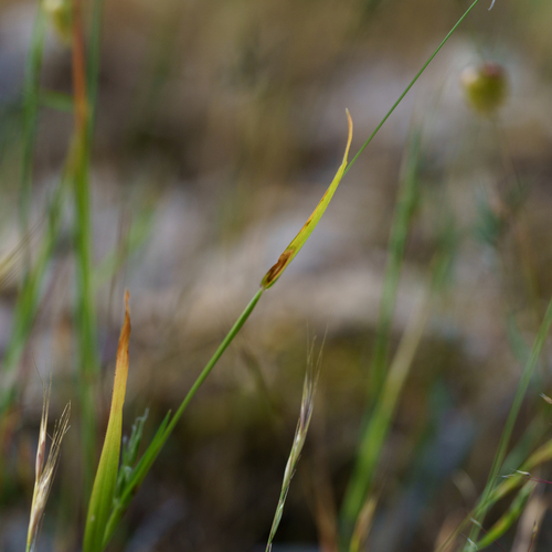 Anthoxanthum aristatum, photograph 4