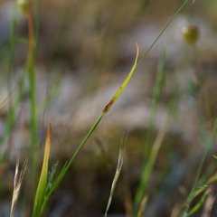 (c) Kym Nicolson, some rights reserved (CC BY) Anthoxanthum aristatum, photograph (c) Kym Nicolson, some rights reserved (CC BY)