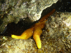 Fromia polypora
