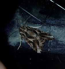 Spodoptera pulchella