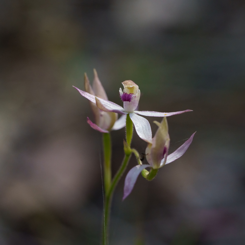 hooded caladenia (Caladenia cucullata)