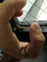 Spodoptera pulchella