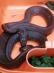 Dipsas sanctijoannis