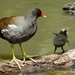 Typical Moorhens - Photo (c) Charos Pix, some rights reserved (CC BY-NC-SA)