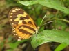 Euclea Tigerwing - Photo (c) Rob Westerduijn, some rights reserved (CC BY-NC), uploaded by Rob Westerduijn