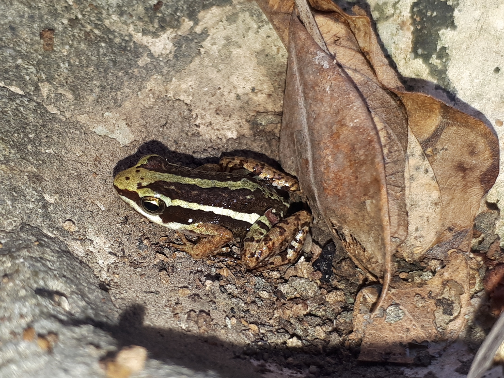 Dendrobatidae image