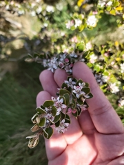 Nematolepis ovatifolia