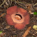 Rafflesia keithii - Photo (c) dracophylla, algunos derechos reservados (CC BY-NC-SA)