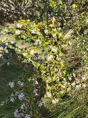 Nematolepis ovatifolia