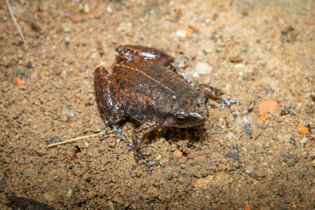 Slender Frog (Austrochaperina gracilipes)