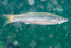 Sphyraenidae