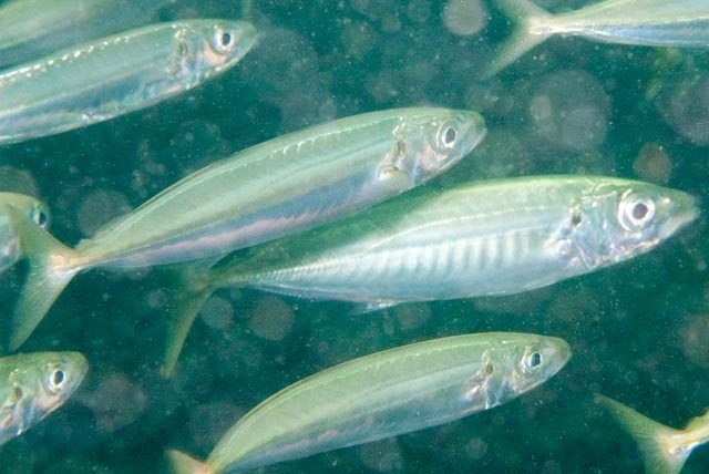 Indian scad