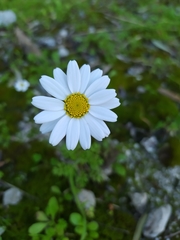 Anthemis chia